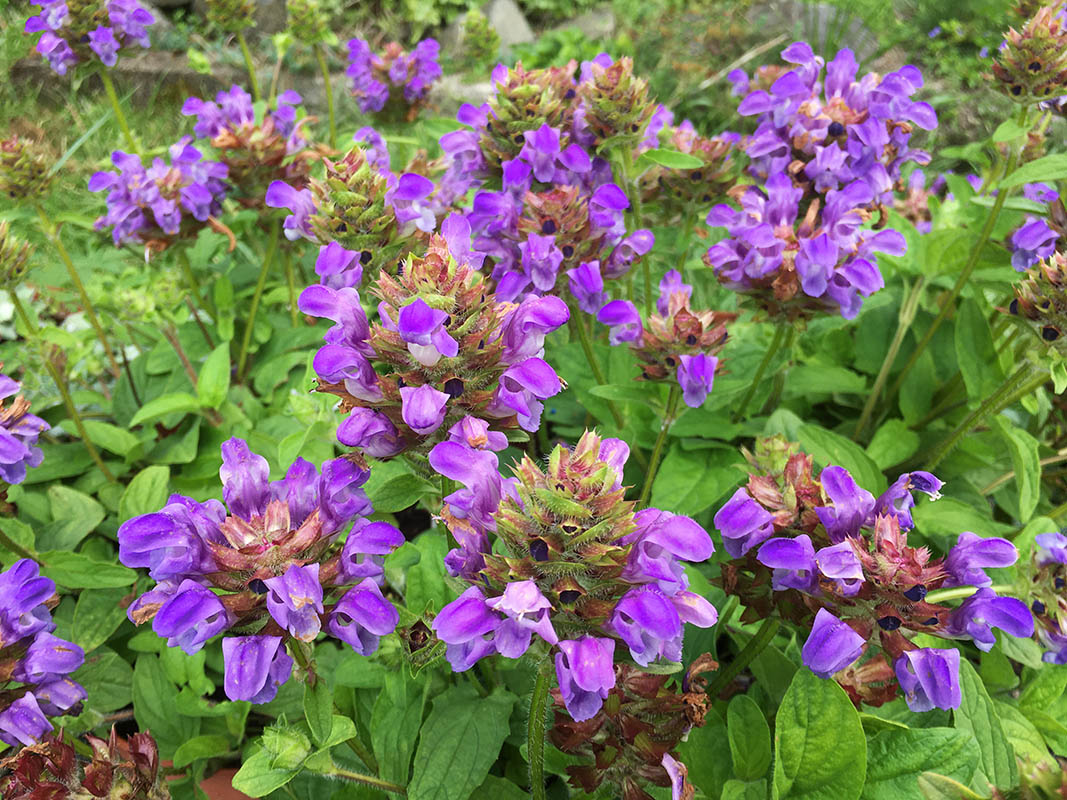 Prunella grandiflora photo